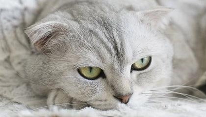 leyu体育app-​李青龙：国内双线失利刺激亚冠 争冠始于击败申花